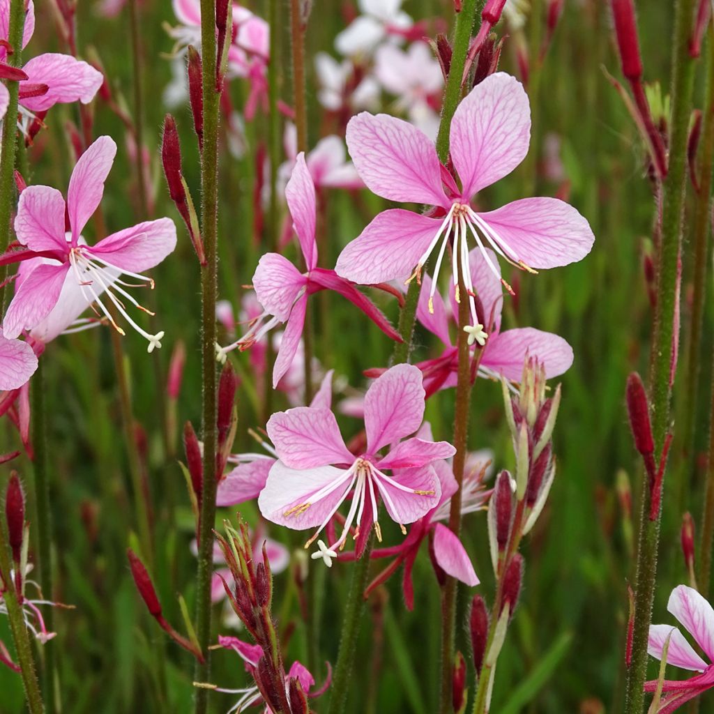 Gaura lindheimeri rose Siskiyou pink