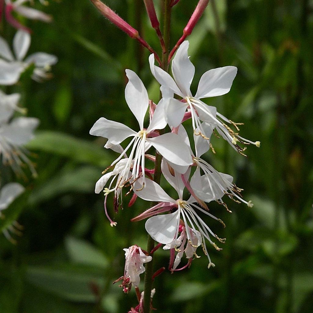 Gaura lindheimeri blanche Snowstorm