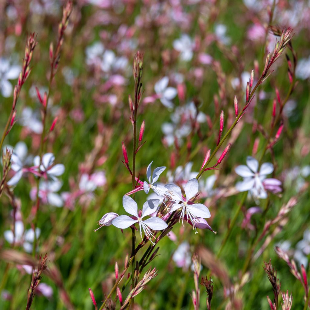 Gaura lindheimeri Whirling Butterflies