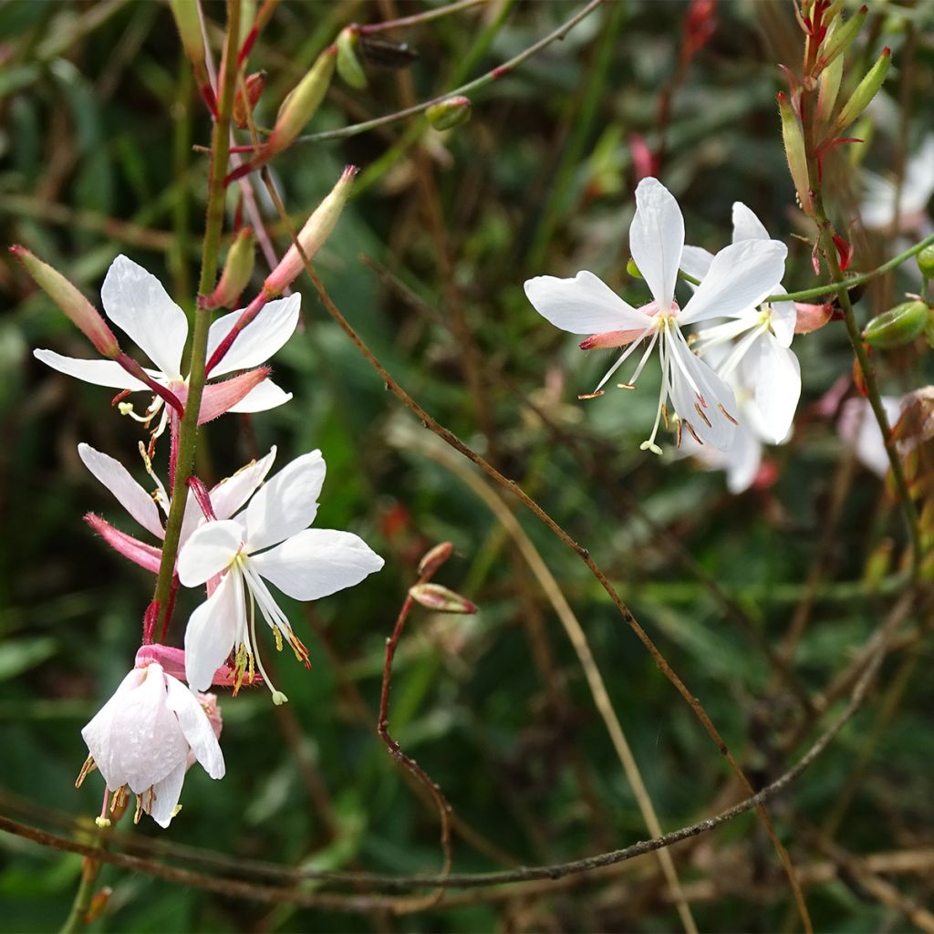 Gaura lindheimeri Whirling Butterflies