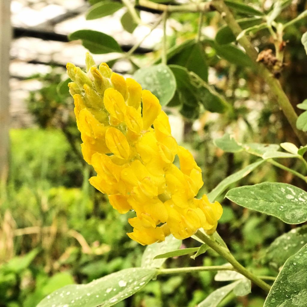 Cytisus battandieri - Cytisus piña