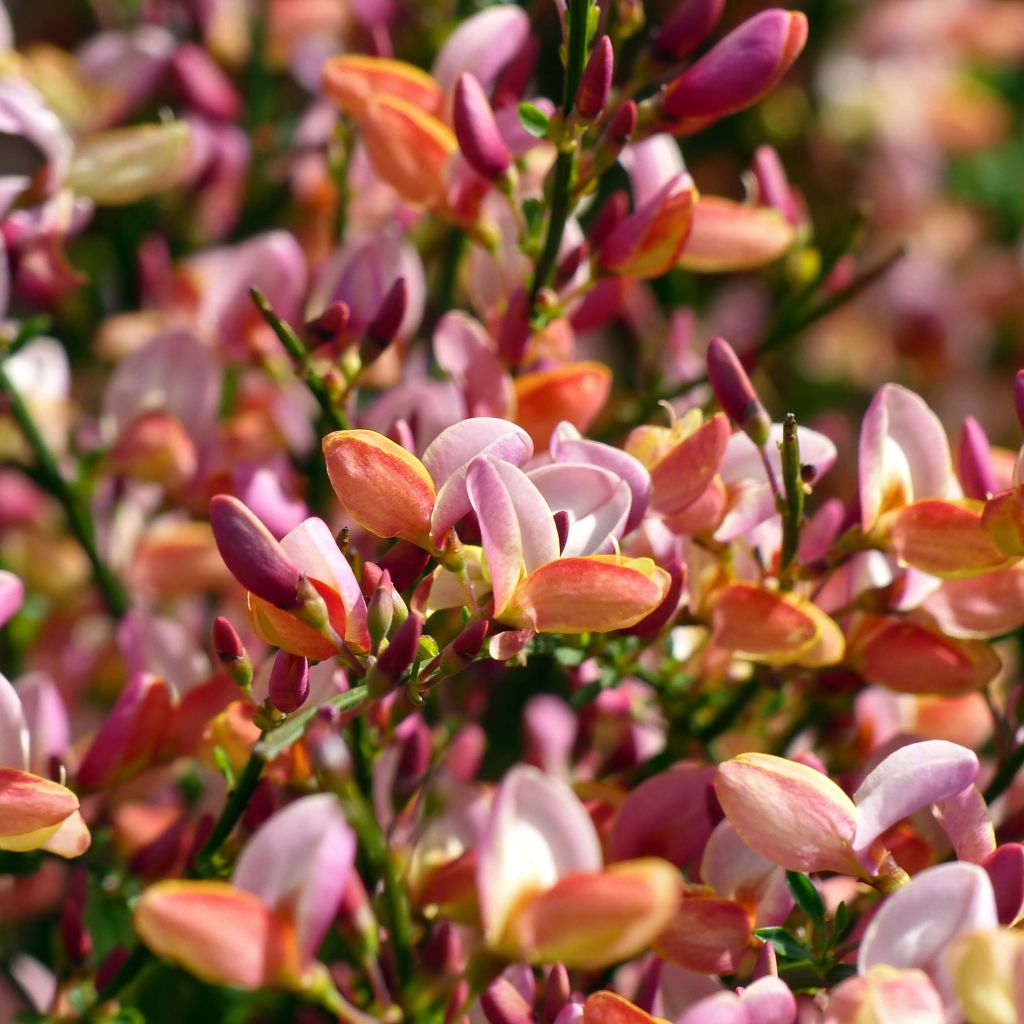 Cytisus procumbens Zeelandia