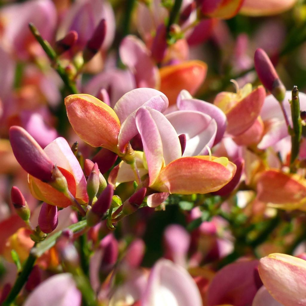 Cytisus procumbens Zeelandia