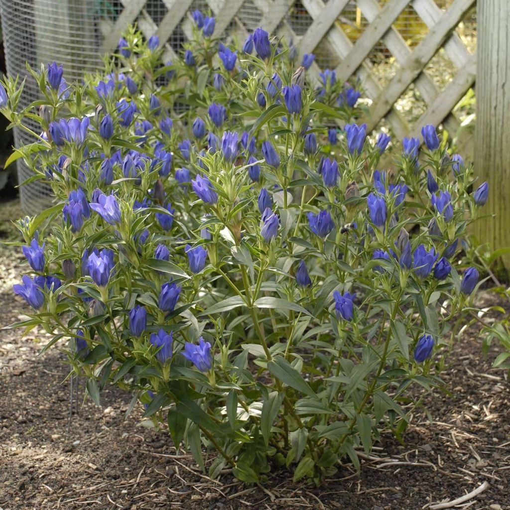 Gentiana True Blue