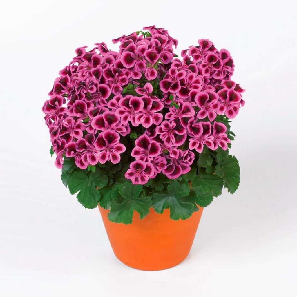 Geranio Angel Eyes Blueberry- Pelargonium