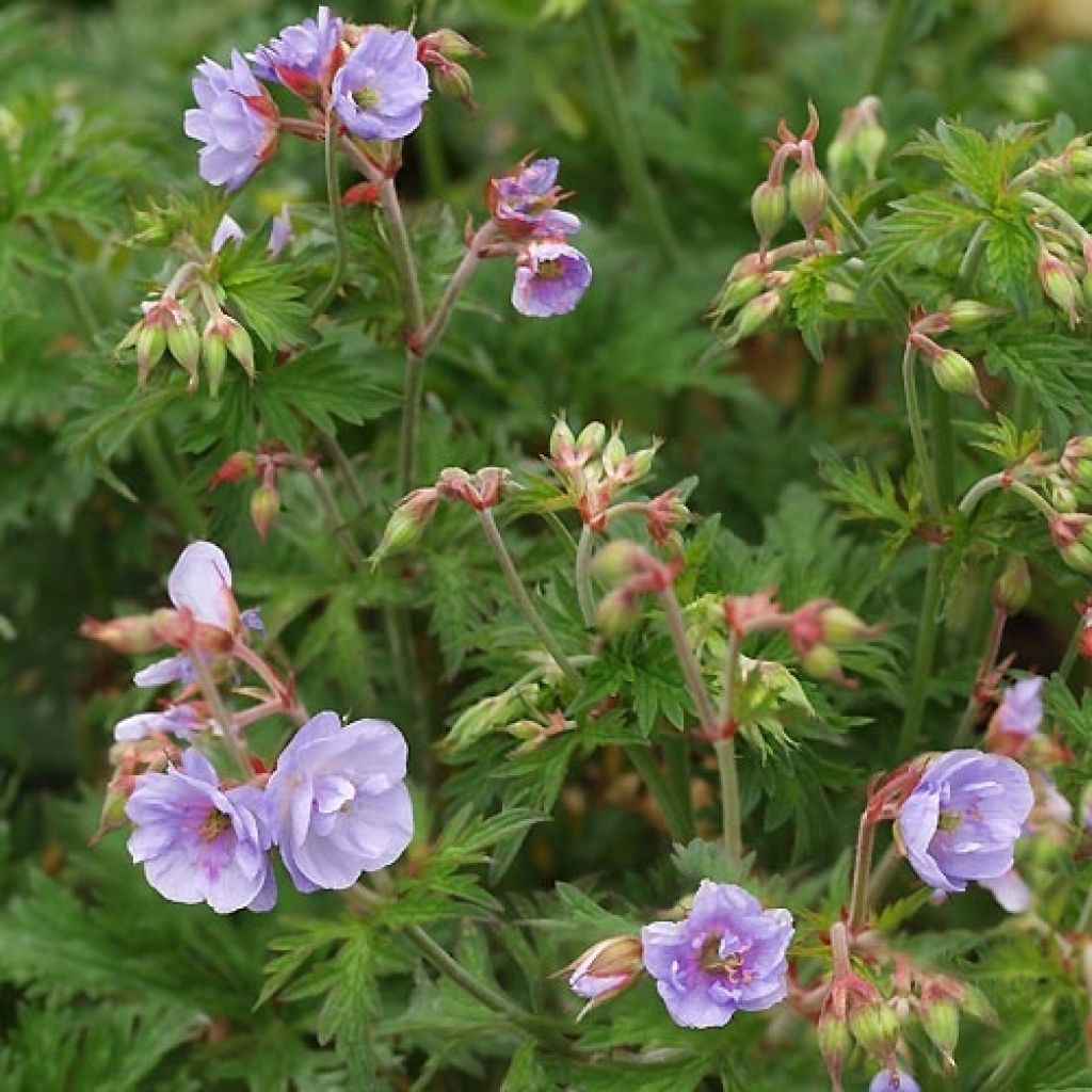 Geranio de prado Else Lacey - Geranium pratense