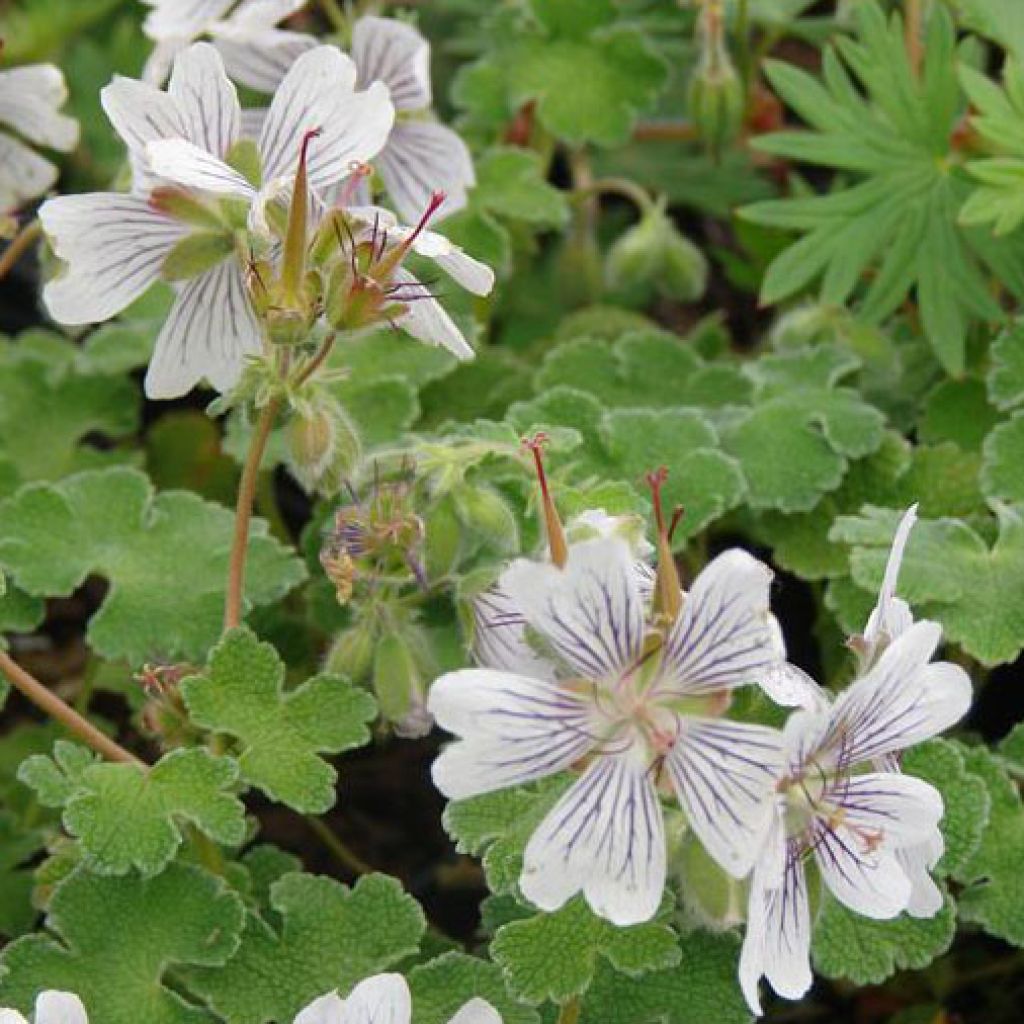 Géranium vivace renardii