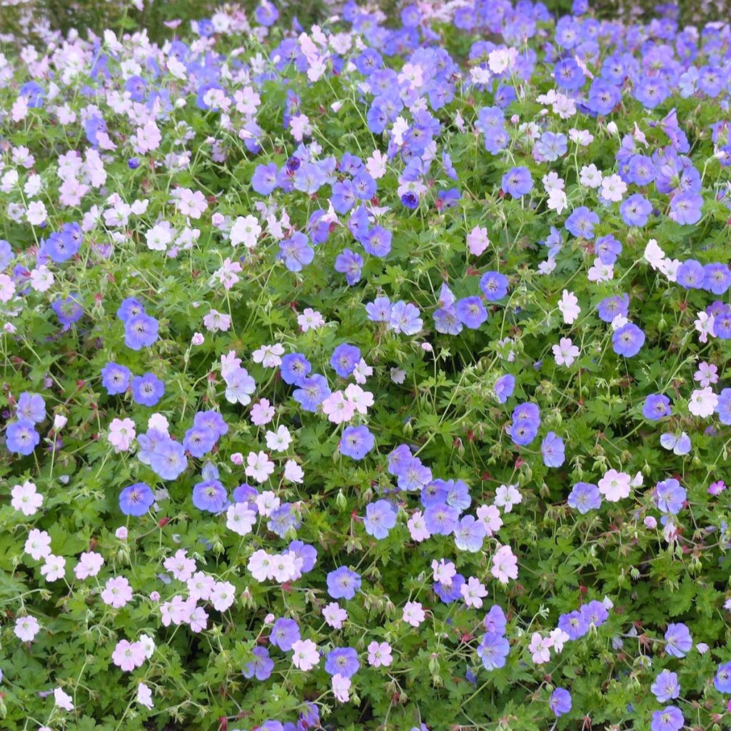 Conjunto de 2 geranios viváceos siempre en flor