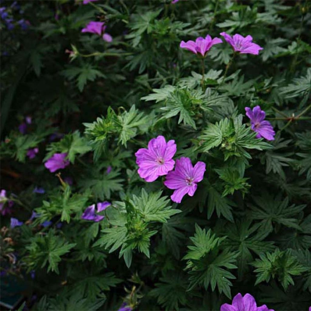 Geranio de sangre Blushing Turtle - Geranium sanguineum