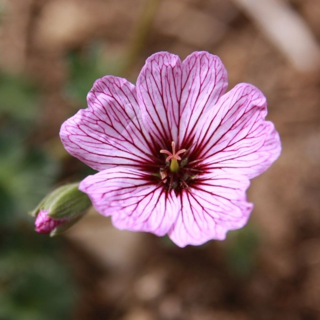 Geranium cinereum Ballerina - Geranio vivaz