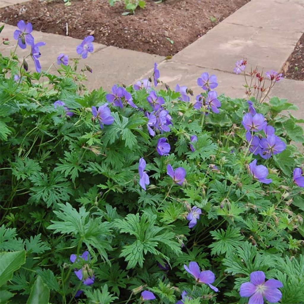 Geranio del Himalaya Azul - Geranium Gravetye