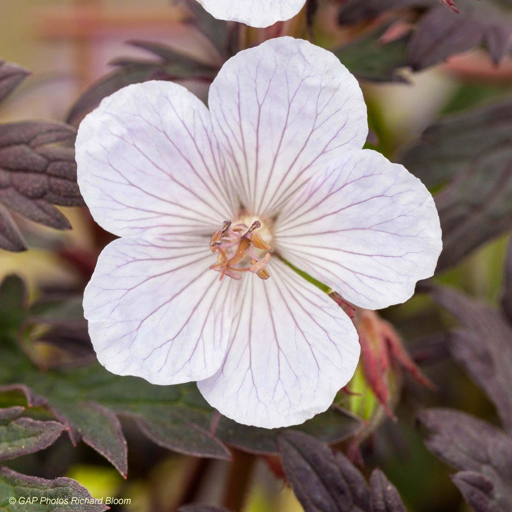 Geranio de prado Black n white Army - Geranium pratense