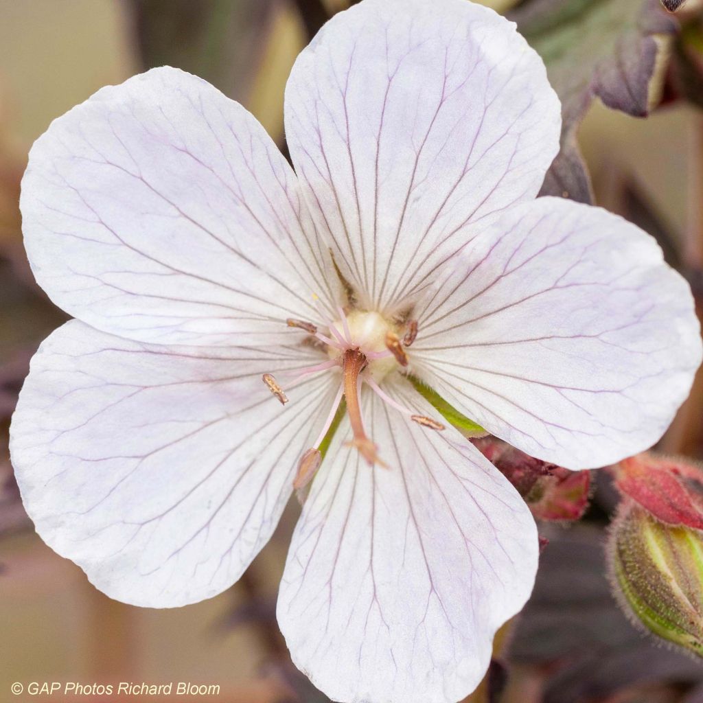 Geranio de prado Black n white Army - Geranium pratense