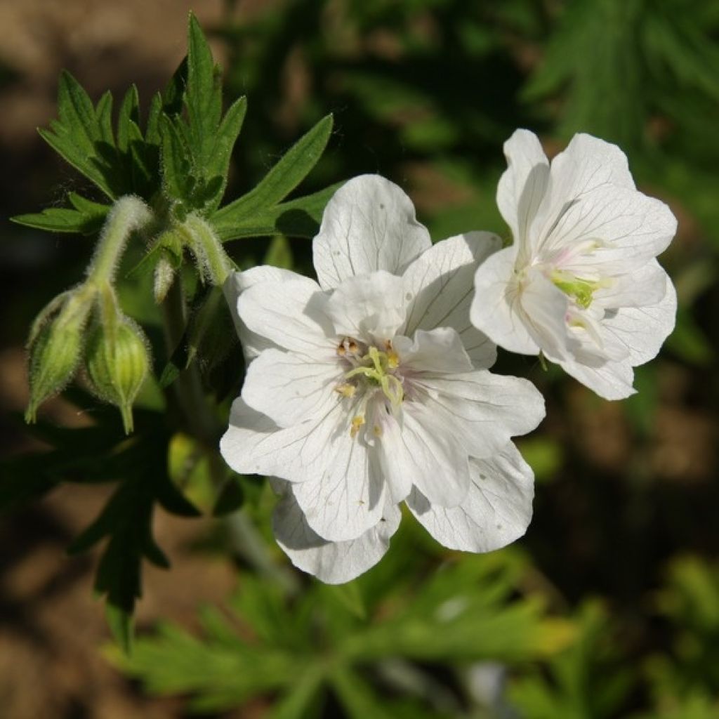 Geranio de prado Plenum Album - Geranium pratense