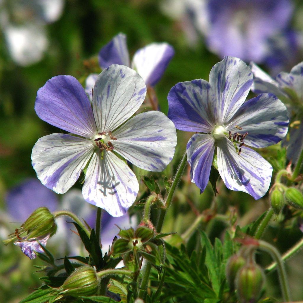 Geranio de prado Splish Splash - Geranium pratense