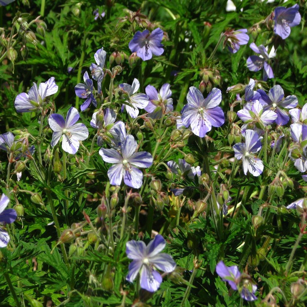 Geranio de prado Splish Splash - Geranium pratense