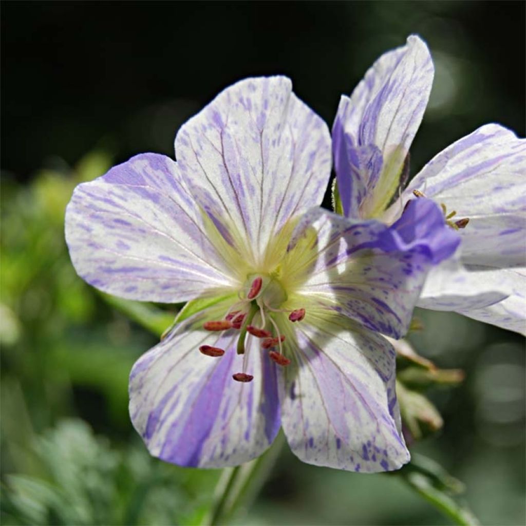 Geranio de prado Splish Splash - Geranium pratense