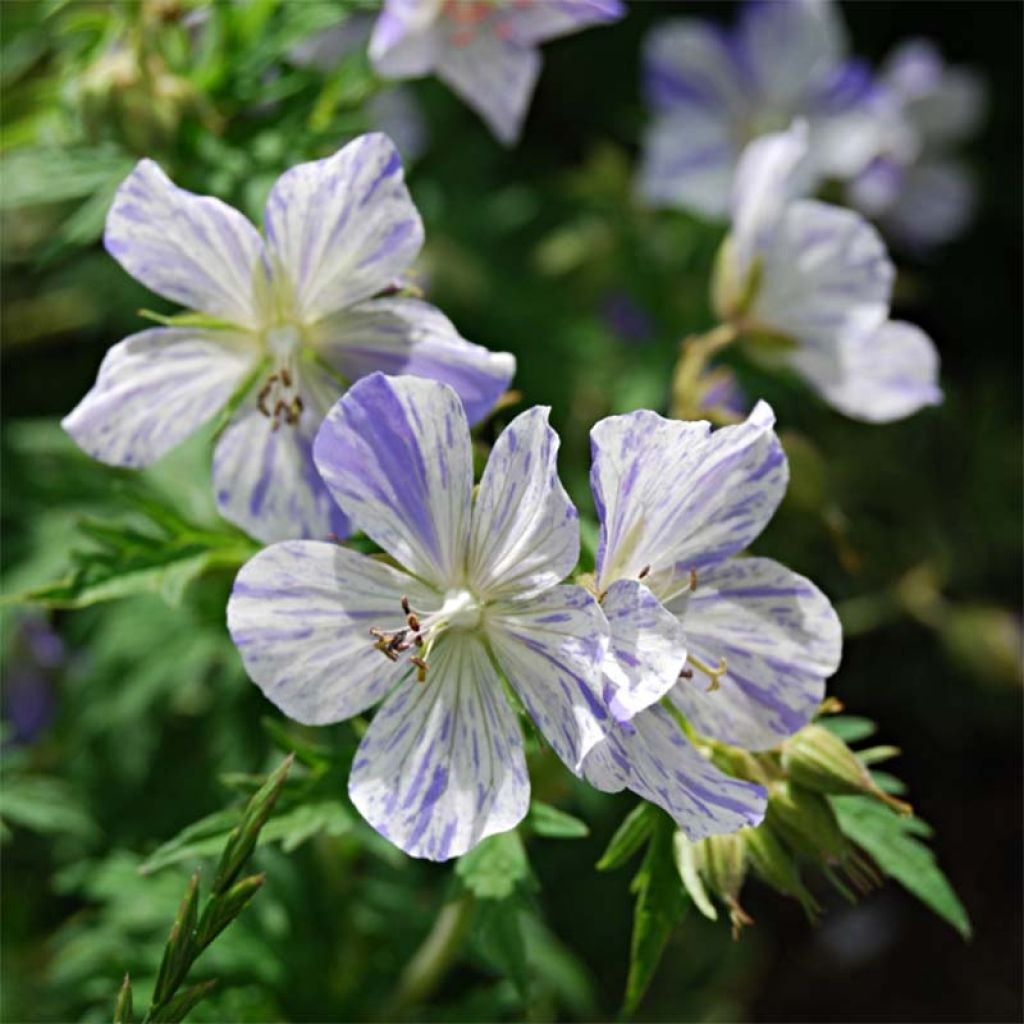 Geranio de prado Splish Splash - Geranium pratense