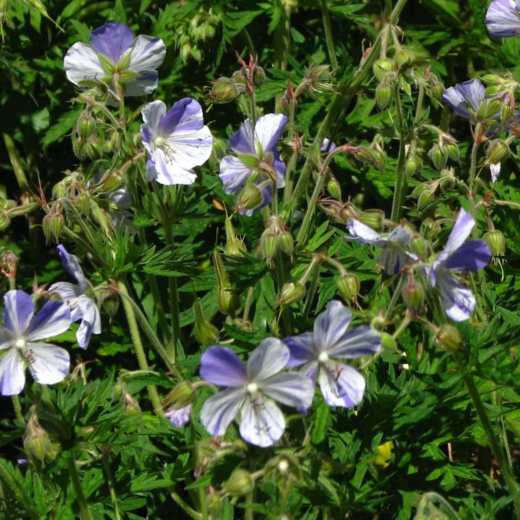 Geranio de prado Splish Splash - Geranium pratense