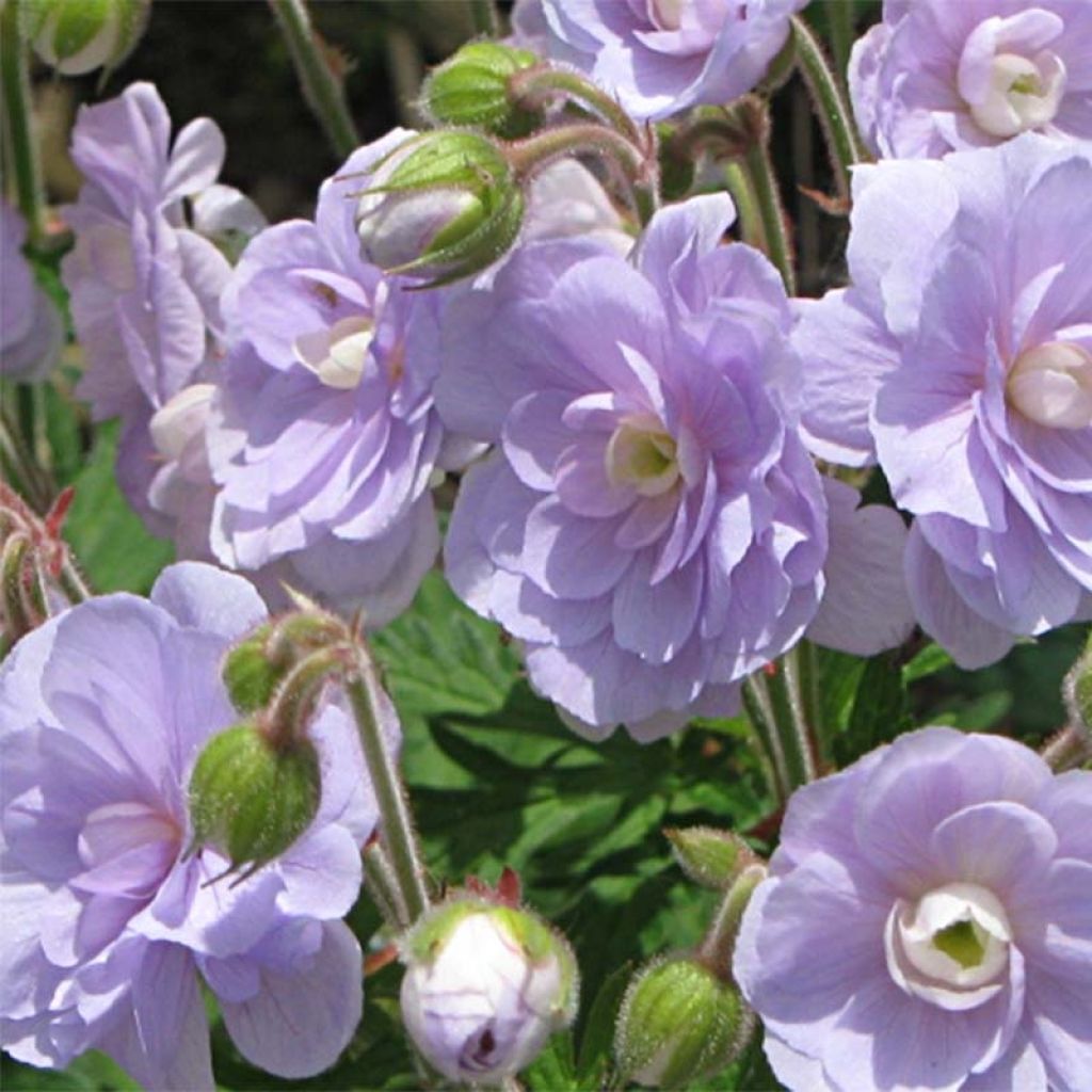 Geranio de prado Summer Skies - Geranium pratense