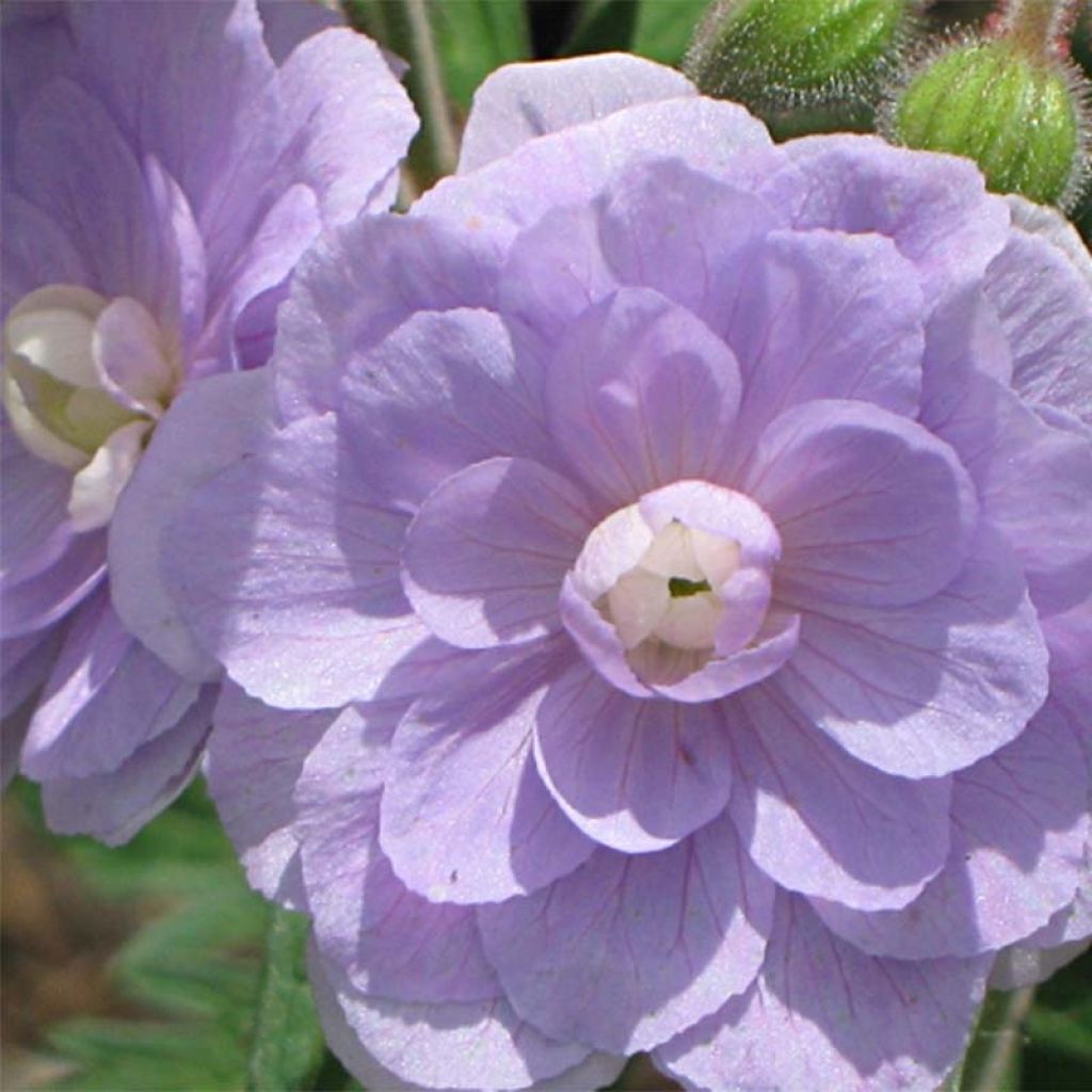 Geranio de prado Summer Skies - Geranium pratense