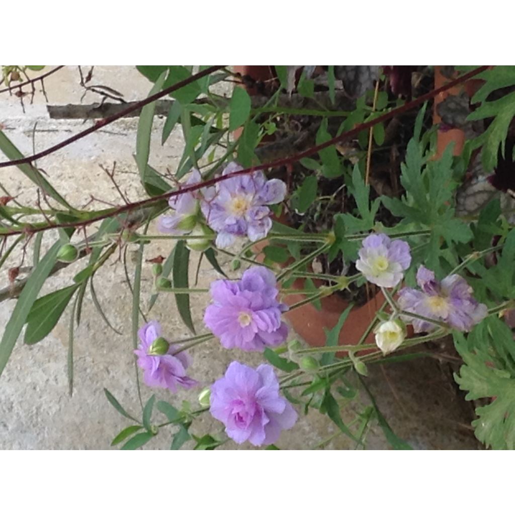 Geranio de prado Summer Skies - Geranium pratense