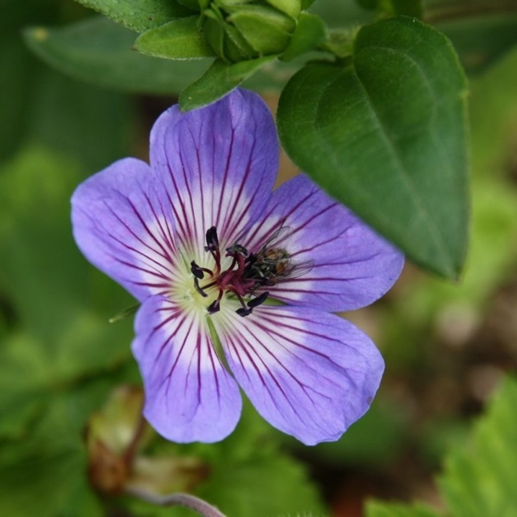 Geranio wallichianum Buxton s Variety - Geranio vivaz