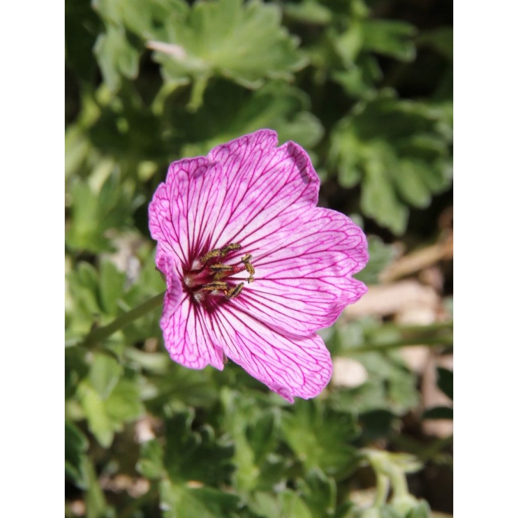 Geranium cinereum Ballerina - Geranio vivaz