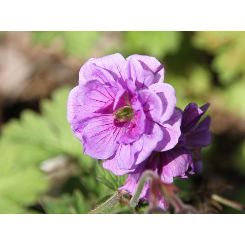 Geranio del Himalaya Pleno - Geranium himalayense Plenum