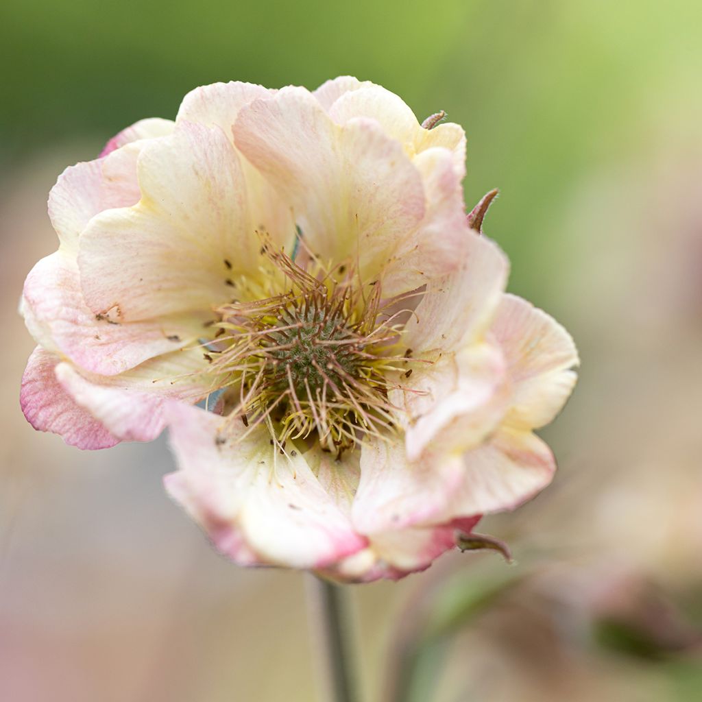 Geum Censation Two Tone Pearl - Hierba de San Benito