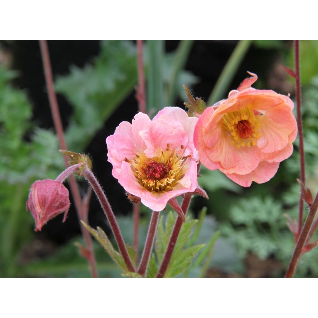 Geum Cosmopolitan - Hierba de San Benito