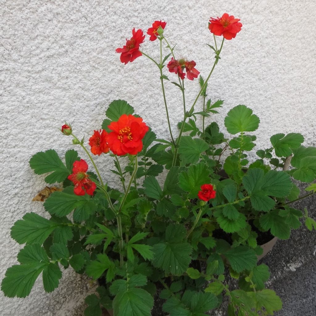 Geum chiloense Mrs Bradshaw - Hierba del Clavo