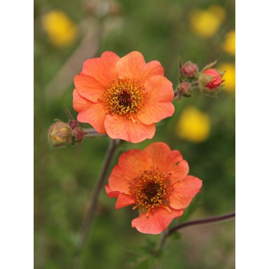 Geum Totally Tangerine - Hierba de San Benito