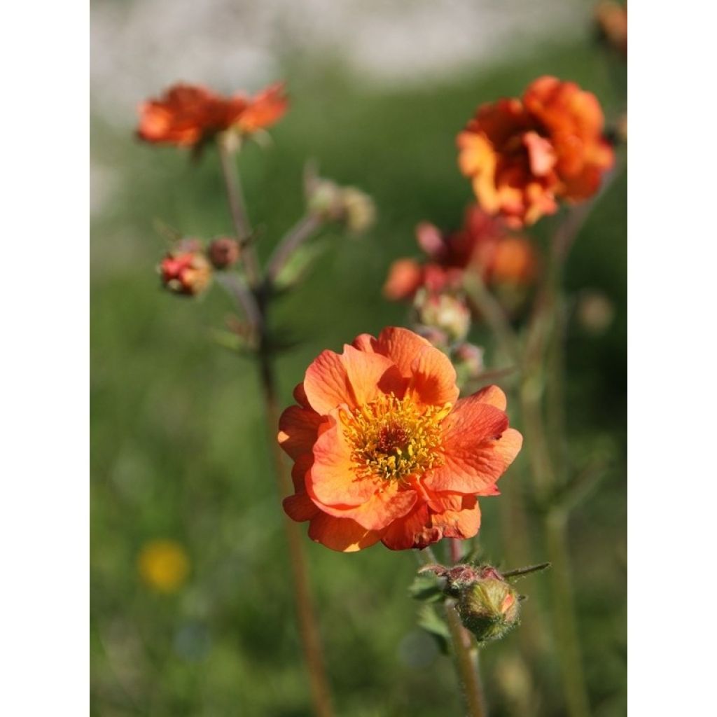 Geum Totally Tangerine - Hierba de San Benito