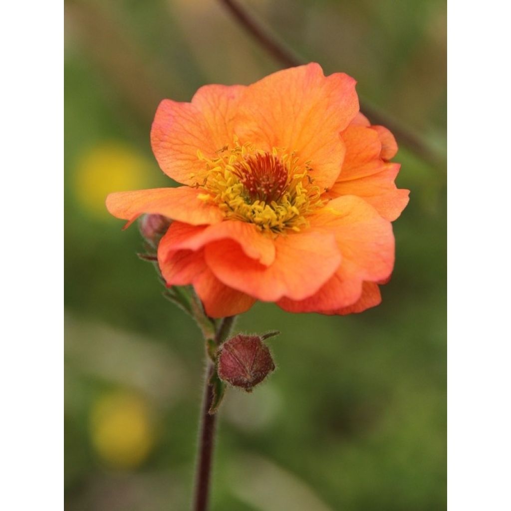 Geum Totally Tangerine - Hierba de San Benito