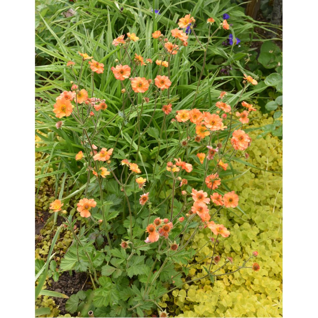 Geum Totally Tangerine - Hierba de San Benito