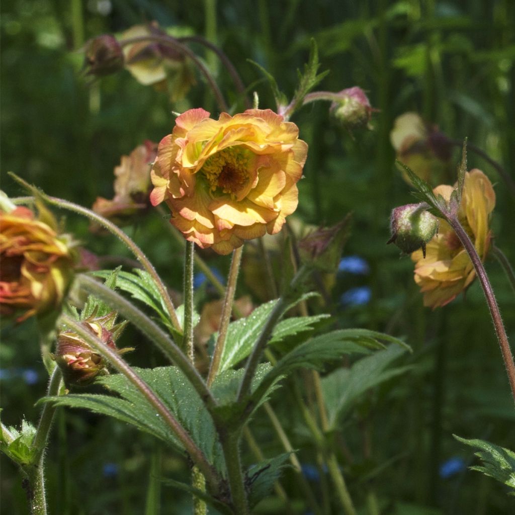 Geum Tutti Frutti - Hierba de San Benito