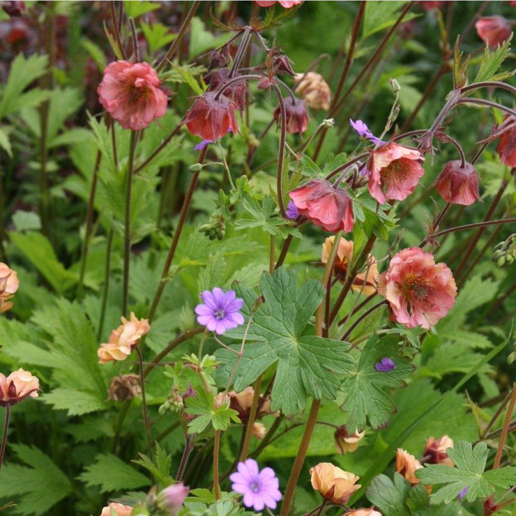 Geum Bell Bank - Hierba de San Benito