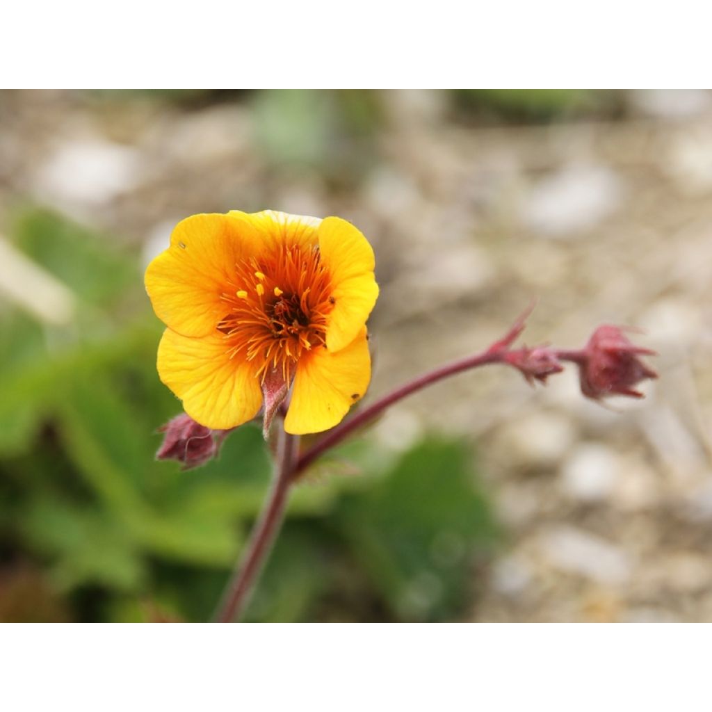 Geum coccineum Karlskaer - Hierba de San Benito