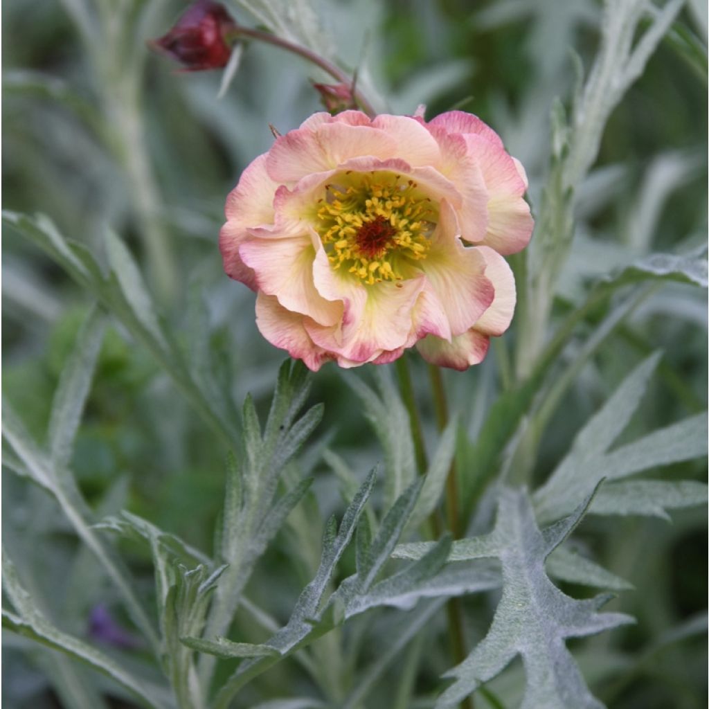 Geum Cosmopolitan - Hierba de San Benito