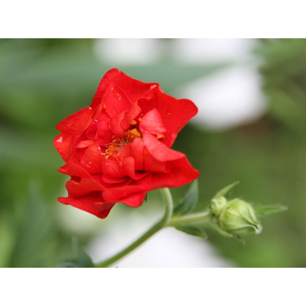 Geum chiloense Mrs Bradshaw - Hierba del Clavo