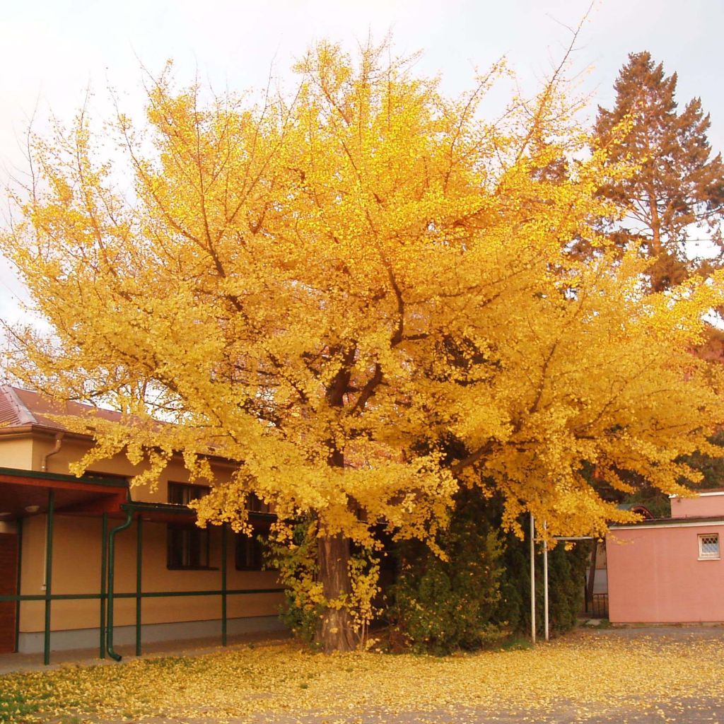 Gingo biloba - Árbol sagrado