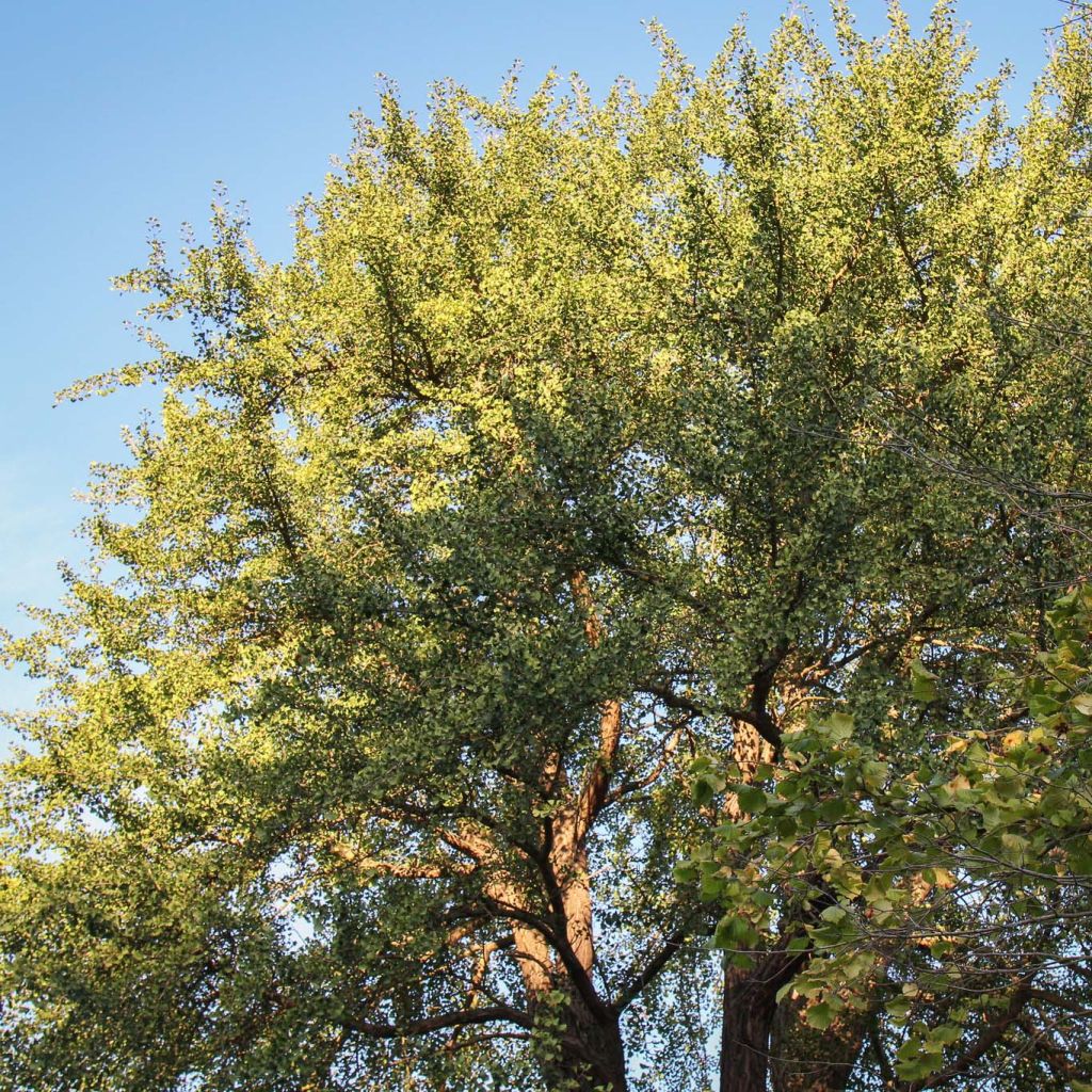 Gingo biloba - Árbol sagrado