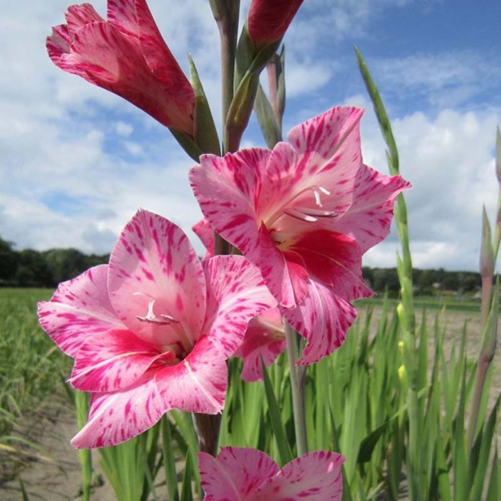 Gladiolo tubergenii Bibi