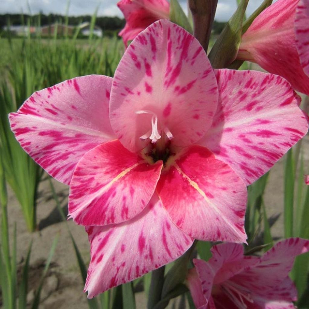 Gladiolo tubergenii Bibi