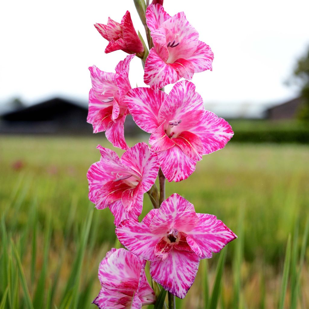 Gladiolo tubergenii Bibi