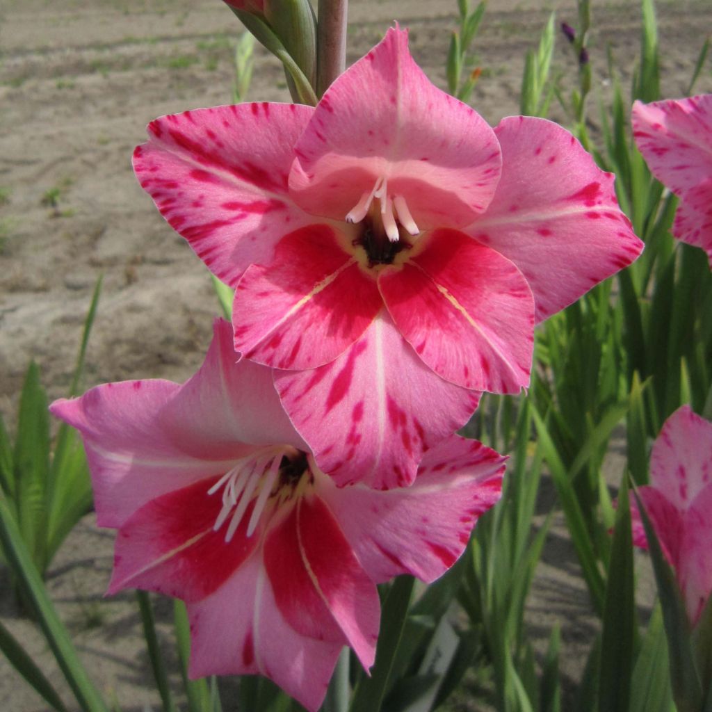 Gladiolo tubergenii Bibi