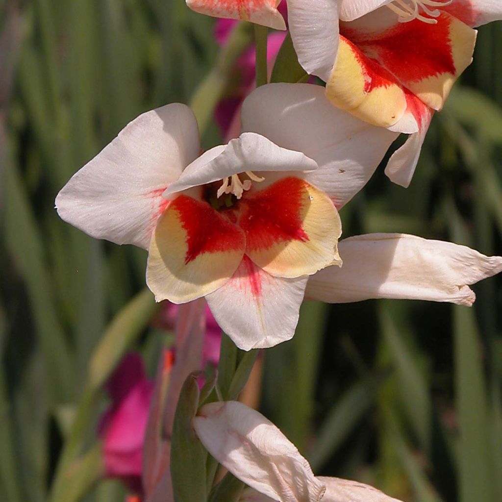 Glaïeul Papillon ou Gladiolus Lorena