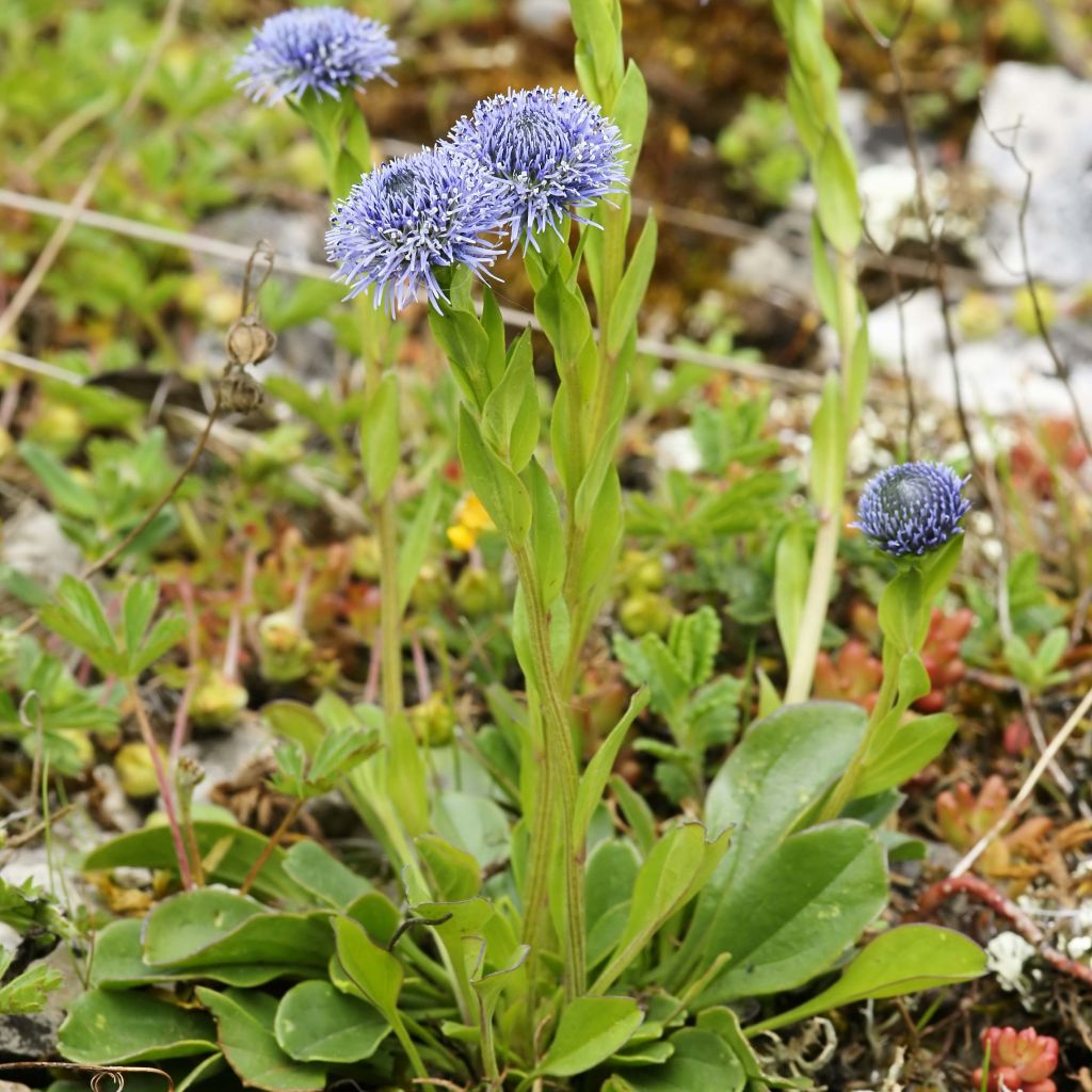 Globularia punctata - Coronilla de fraile