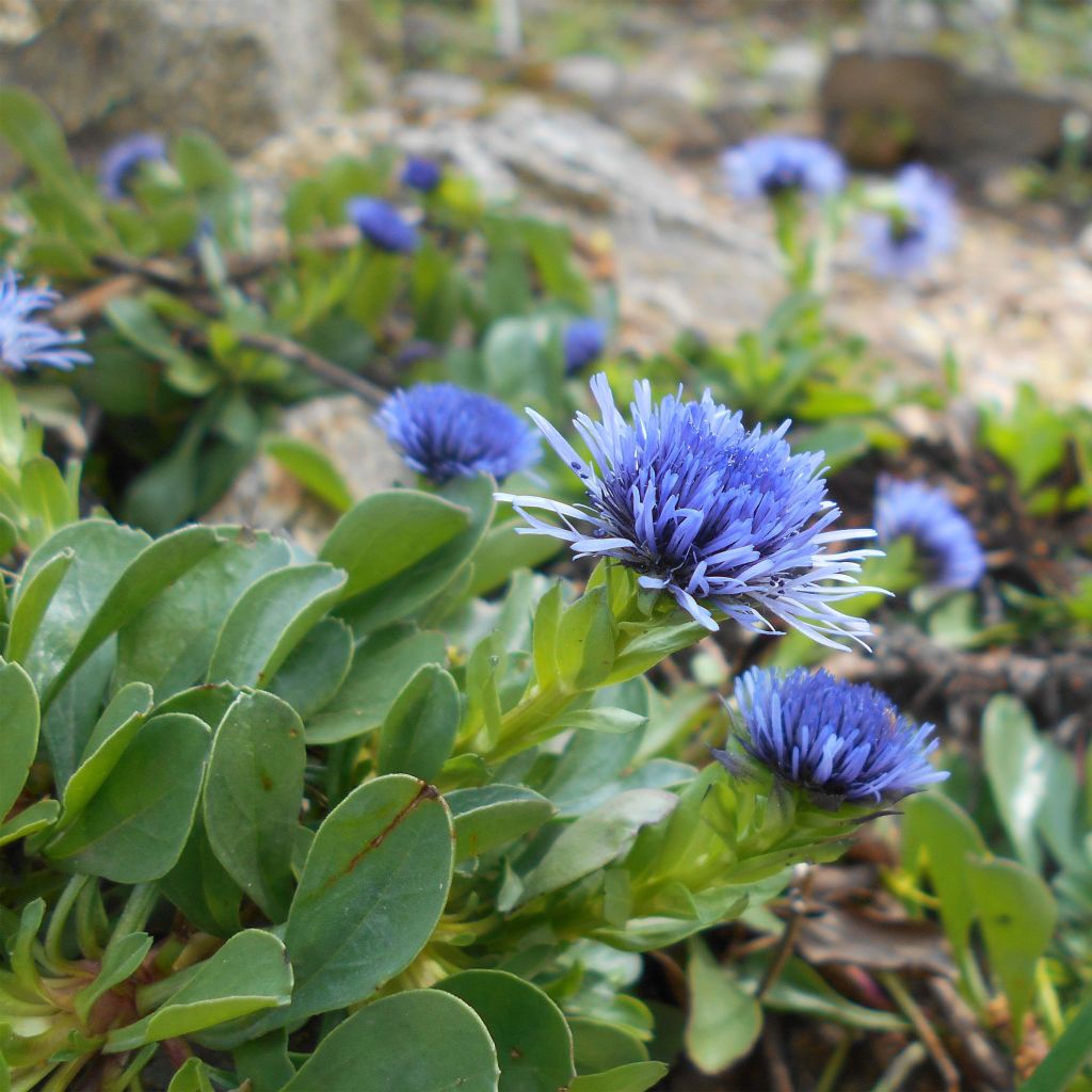 Globularia trichosantha - Globularia vellosa